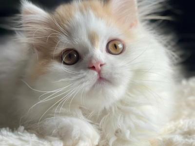 Ulysse - Scottish Fold - Gallery Photo #1