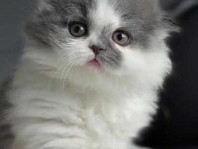 Vivi Belle - Scottish Fold - Gallery Photo #1