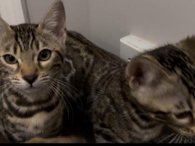Only 2 Left Females Bengal Kittens - Bengal - Gallery Photo #1