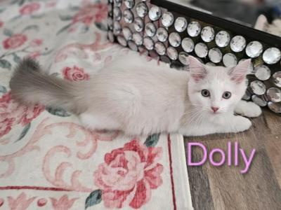 ENCHANTING  Dolly - Ragdoll - Gallery Photo #1