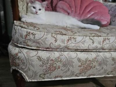 ENCHANTING  Dolly - Ragdoll - Gallery Photo #1