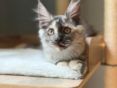 Starlight - Maine Coon - Gallery Photo #1