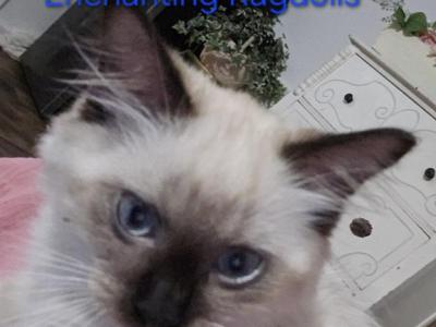 Boojee - Ragdoll - Gallery Photo #1