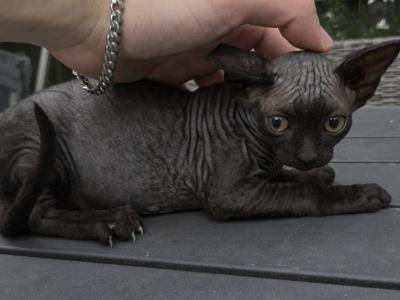 RARE EXOTIC SPHYNX KITTEN FEMALE - Sphynx - Gallery Photo #1
