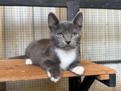 Smokey - Domestic - Gallery Photo #1
