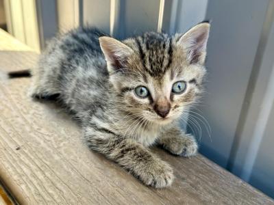 Chill Boy - Domestic - Gallery Photo #1