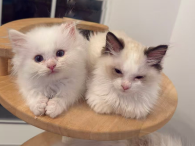 Lucky Flame Bicolor - Ragdoll - Gallery Photo #1