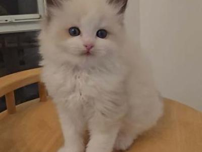 Cotton - Ragdoll - Gallery Photo #1