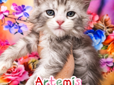 Artemis The God & Goddess Litter - Maine Coon - Gallery Photo #1