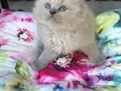 Blue Mink Ragdolls - Ragdoll - Gallery Photo #1