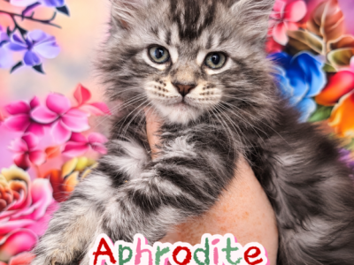 Aphrodite The God & Goddess Litter - Maine Coon - Gallery Photo #1