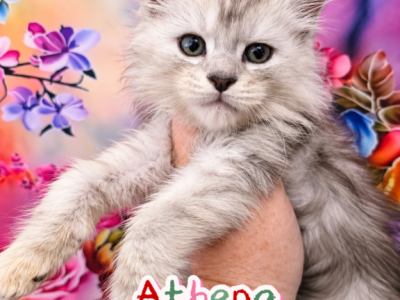 Athena The God & Goddess Litter - Maine Coon - Gallery Photo #1