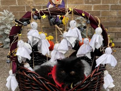Solid Black Persian - Persian - Gallery Photo #1