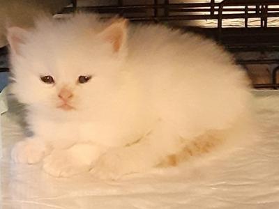 Sofia Kittens - Persian - Gallery Photo #1