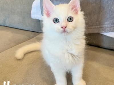 Hamm - Ragdoll - Gallery Photo #1