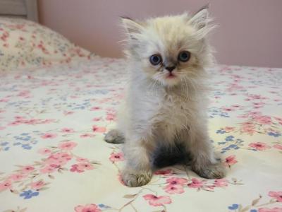 Cream Puff - Persian - Gallery Photo #1