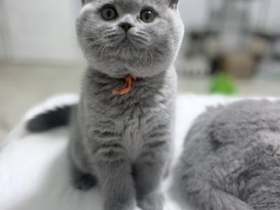British Shorthair Blue Female Adorable - British Shorthair - Gallery Photo #1