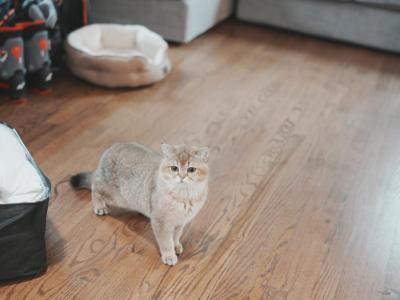 Leo - British Shorthair - Gallery Photo #1