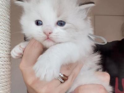 Grey Collar Male - Ragdoll - Gallery Photo #1