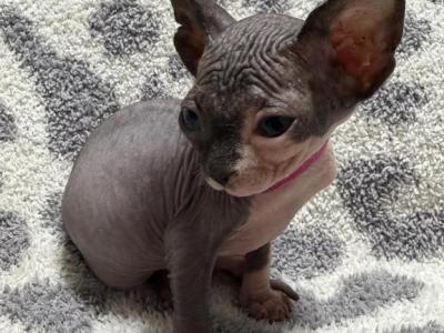 U&G - Sphynx - Gallery Photo #1