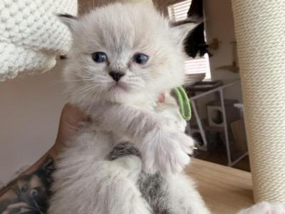 Green Collar Male - Ragdoll - Gallery Photo #1
