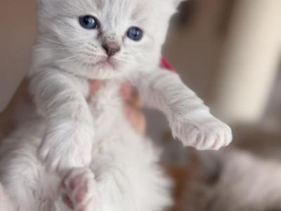 Orange Collar Male - Ragdoll - Gallery Photo #1