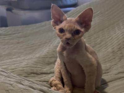 Goldie - Devon Rex - Gallery Photo #1