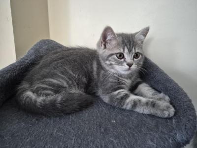 Joey - Domestic - Gallery Photo #1