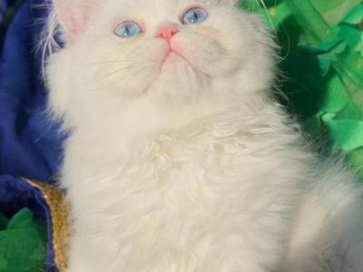 Bbeautiful White Blue Eyes Dollface Persian Male - Persian - Gallery Photo #1