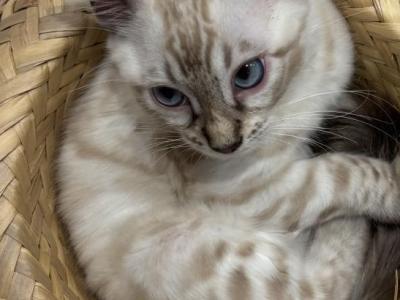 Snow Bengal - Bengal - Gallery Photo #1