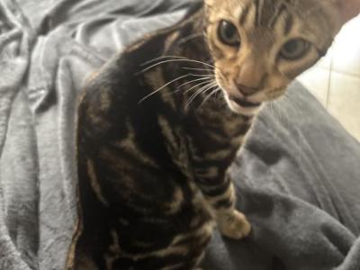 May Kitties - Bengal - Gallery Photo #1