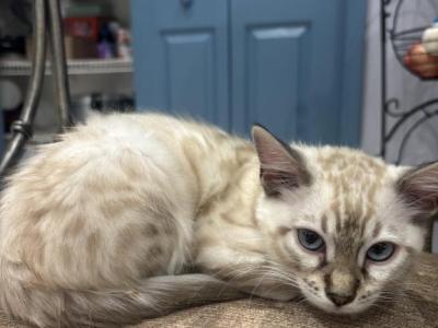 Bengals Snow - Bengal - Gallery Photo #1