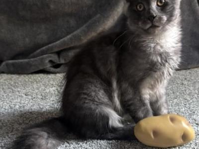 Ash - Maine Coon - Gallery Photo #1