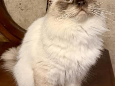 King Mr Cocoa Fluff With Full Breeding Rights - Ragdoll - Gallery Photo #1