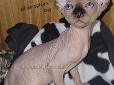Loki - Sphynx - Gallery Photo #1