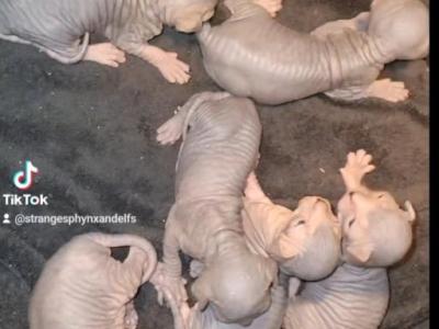 Tabby Sphynx - Sphynx - Gallery Photo #1
