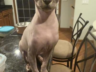 Bandit - Sphynx - Gallery Photo #1