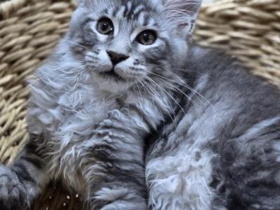 Male - Maine Coon - Gallery Photo #1