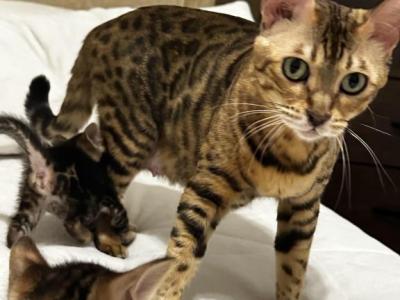 Zena And Kitties - Bengal - Gallery Photo #1