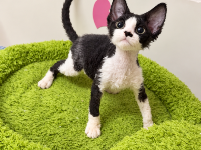 Louie - Devon Rex - Gallery Photo #1