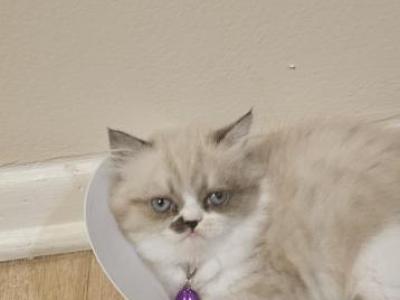 Cinnamon - Persian - Gallery Photo #1