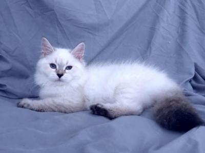 Alice Siberian Kitten - Siberian - Gallery Photo #1
