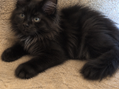 Salem - Maine Coon - Gallery Photo #1
