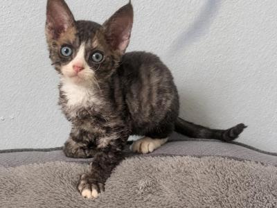 Peony Devon Rex - Devon Rex - Gallery Photo #1