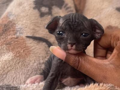 Pepper - Sphynx - Gallery Photo #1