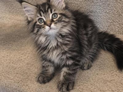 Leah - Maine Coon - Gallery Photo #1