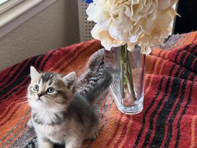 Scottish Fold & Scottish Straight Kittens - Scottish Fold - Gallery Photo #1