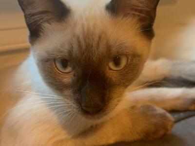 Sunny - Siamese - Gallery Photo #1