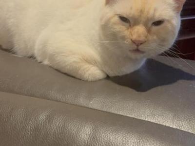 Ben - Siamese - Gallery Photo #1