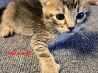 Silivias Bengal Kittens - Bengal - Gallery Photo #1